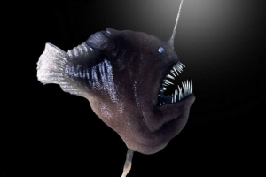 Johnson melanocet - ribolov riba